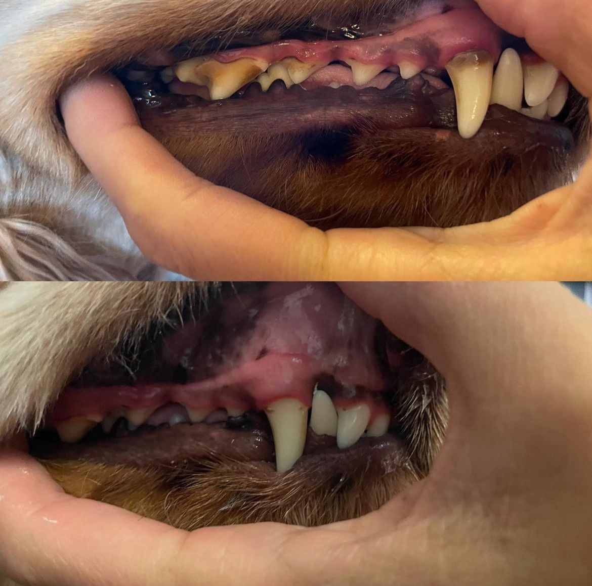 Dog Teeth Cleaning in Maldon, Witham & Heybridge