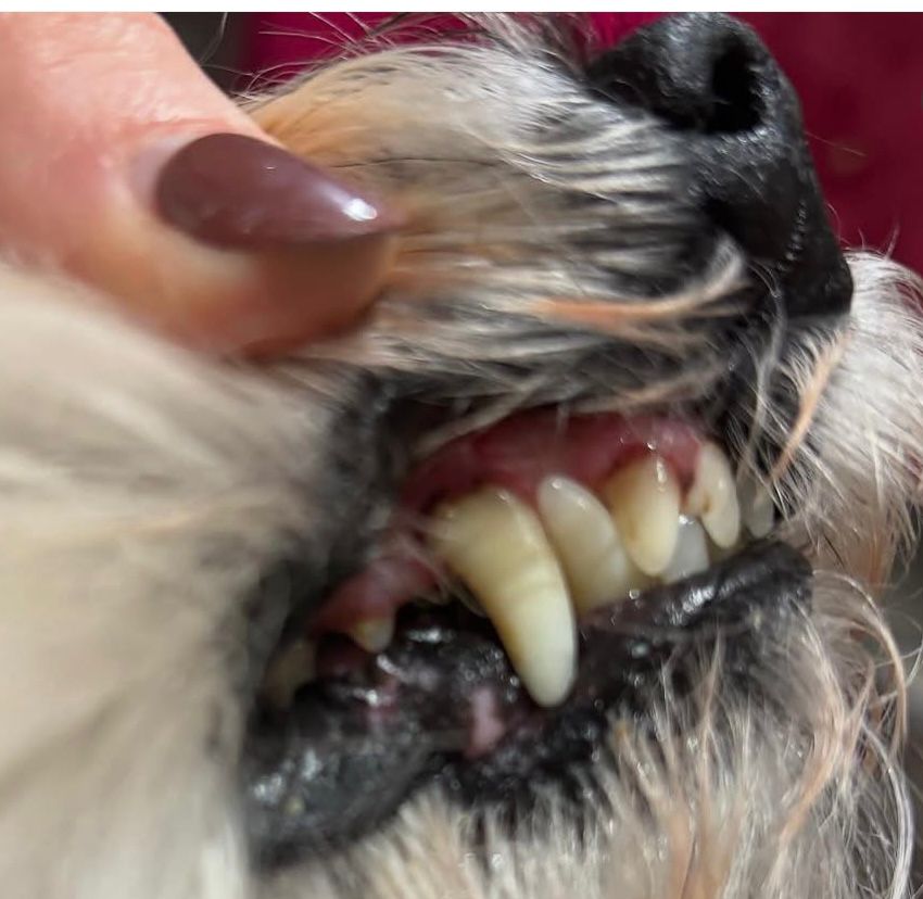 Dog Teeth Cleaning near Maldon and Witham